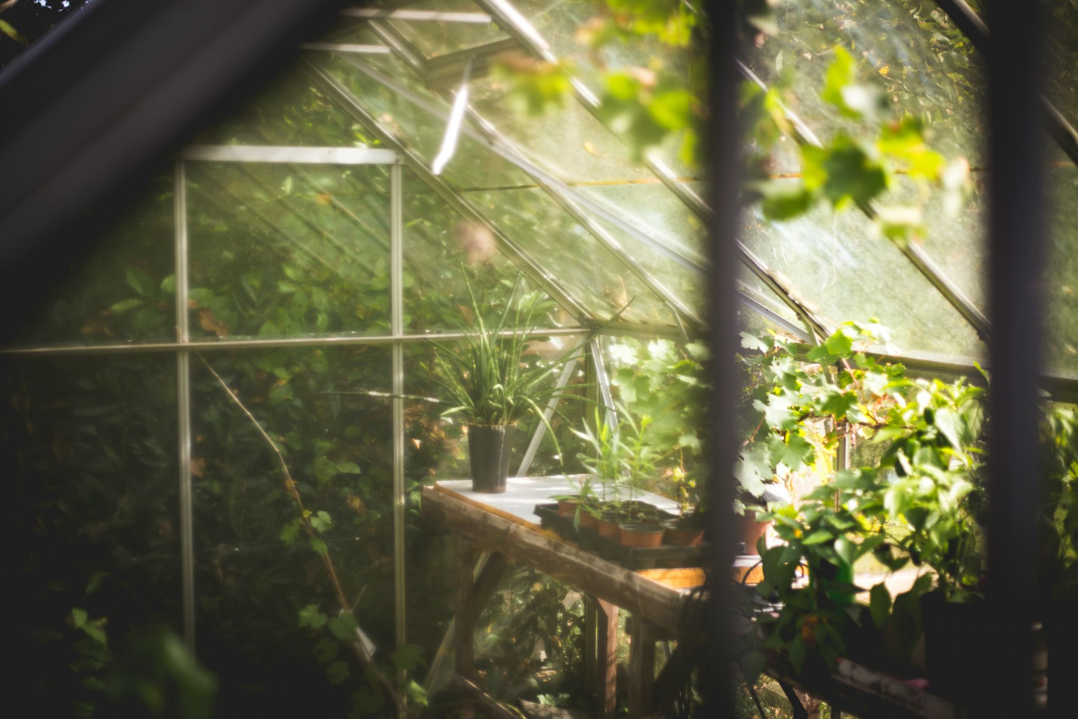 Sunlight through a greenhouse full of plants
